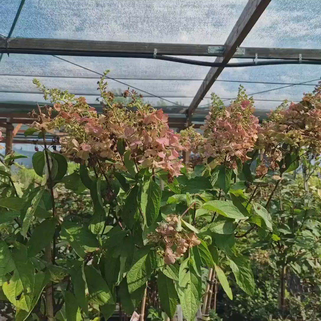 Hortensie paniculata Phantom Tip Copacel, cu flori albe conice mari, devin roz-pal