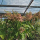 Hortensie paniculata Phantom Tip Copacel, cu flori albe conice mari, devin roz-pal