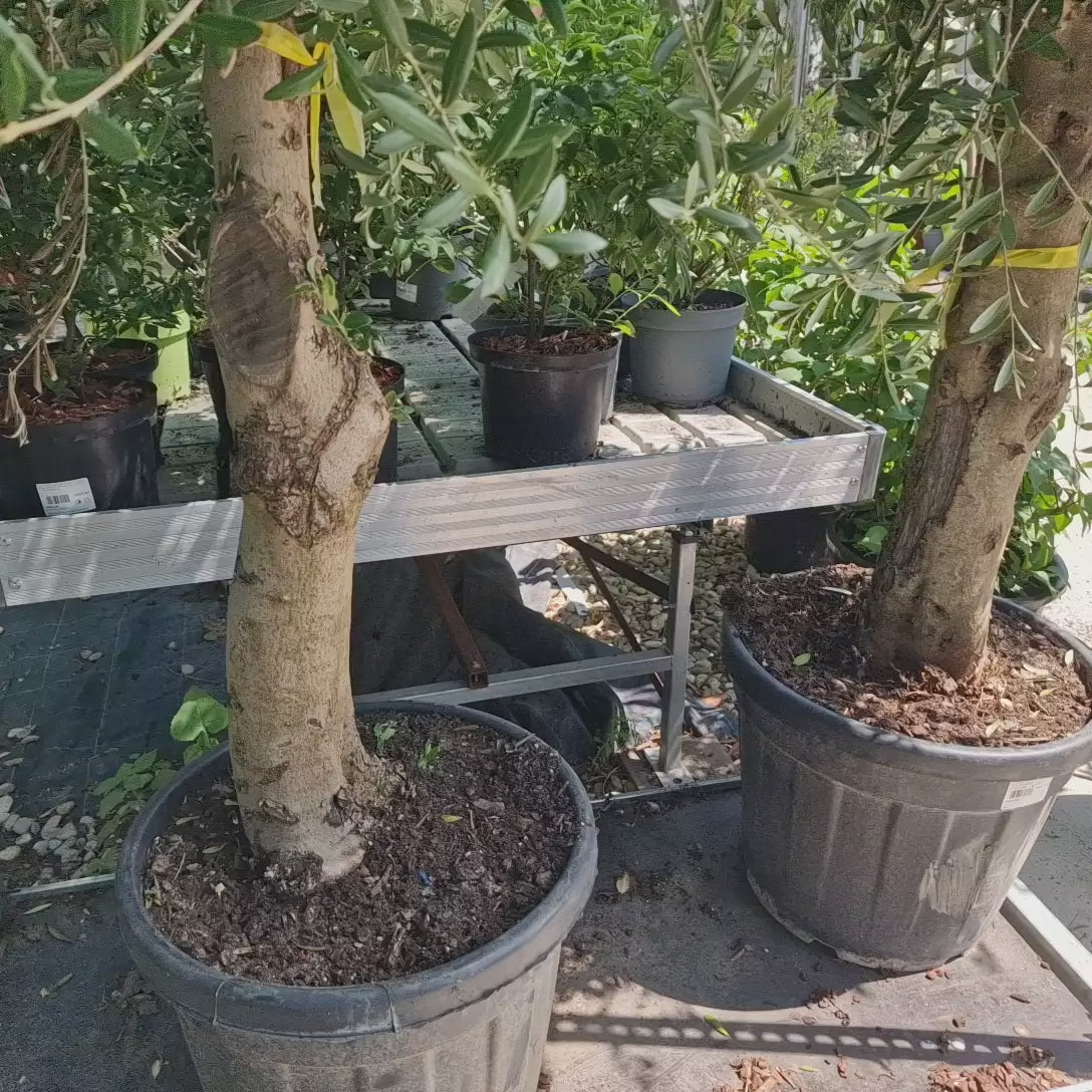 Maslin European Arbequina Aclimatizat cu trunchi extra gros, rezistent iarna, vesnic verde, fructifer, usor de ingrijit, efect mediteranean, 170 cm