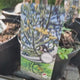 Pin Chilian (Araucaria Araucana), fosila vie, conifer vesnic verde iconic decorativ