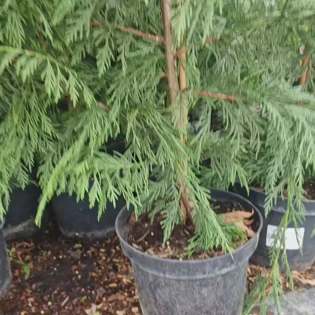 Chiparos Leylandii,  gard viu rapid vesnic verde, crestere rapida, conifer foare rezistent la boli