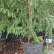 Chiparos Leylandii,  gard viu rapid vesnic verde, crestere rapida, conifer foare rezistent la boli