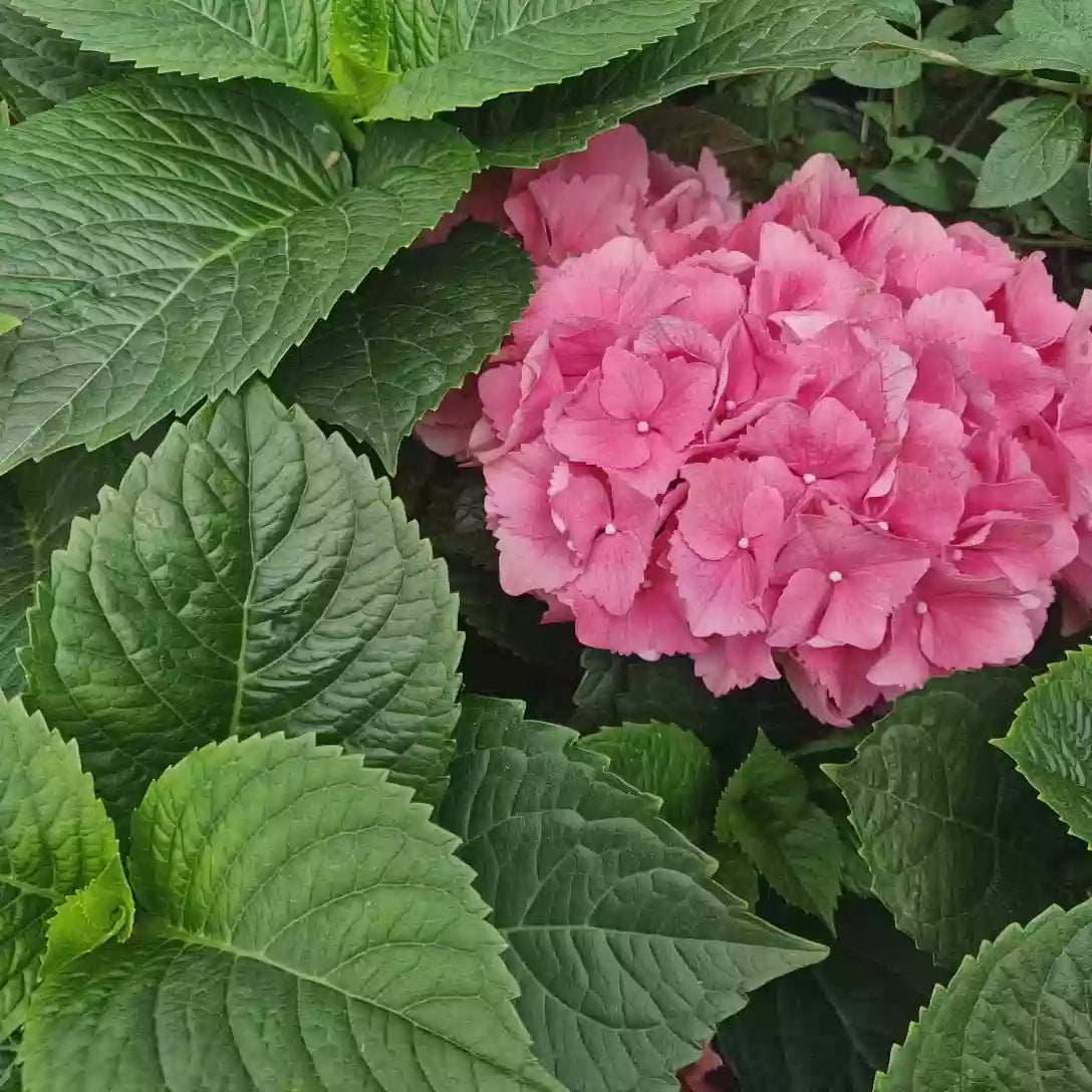 Hortensie macrophylla Red Baron, flori rosu intens, inflorire abundenta, gradina umbra