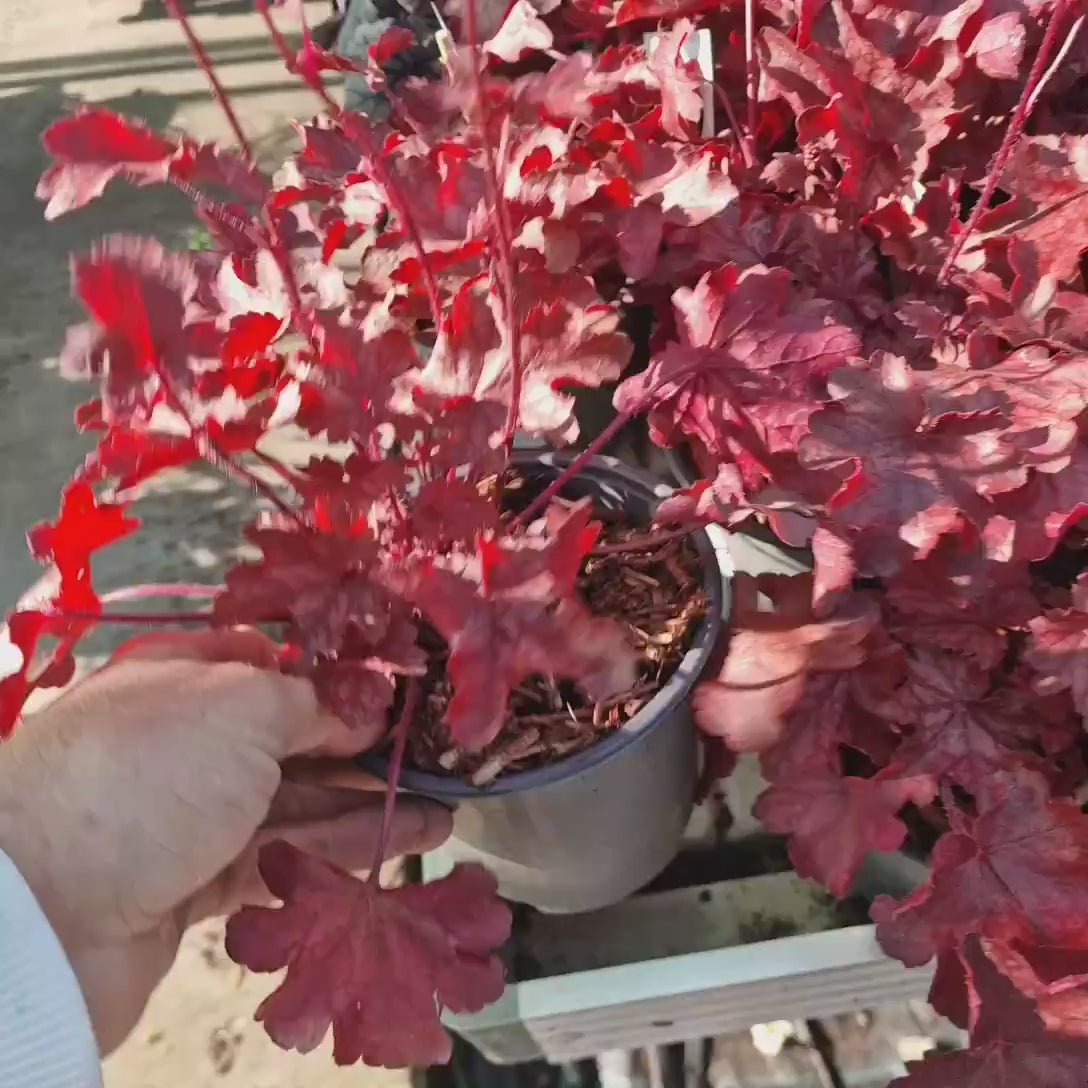 Clopotel purpuriu rosu (Heuchera) Fire Chief, acoperitor de sol