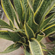 Sansevieria (Limba Soacrei) Laurentii, 110 cm, planta de interior purificatoare de aer, frunze verzi cu margini galbene elegante, ingrijire foatre usoara