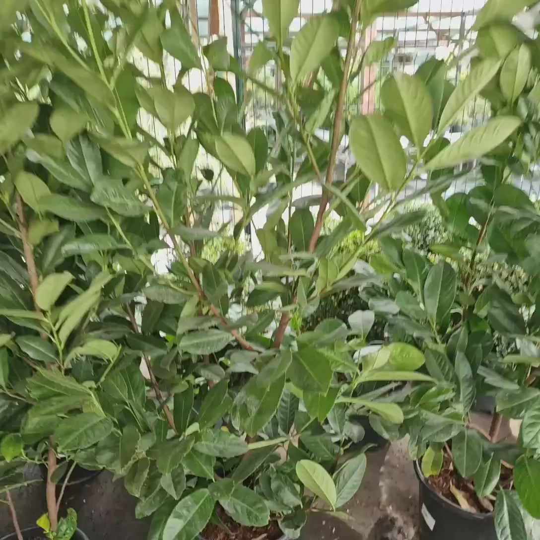 Laur Englezesc Vesnic Verde Rotundifolia (Laurocires), vesnic verde, gard viu rapid, rezistent la boli, frig si caldura, inflorire decorativa