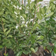 Laur Englezesc Vesnic Verde Rotundifolia (Laurocires), vesnic verde, gard viu rapid, rezistent la boli, frig si caldura, inflorire decorativa