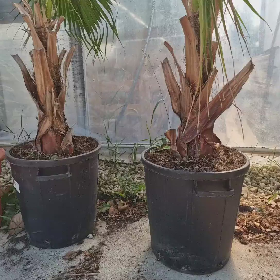 Palmier Washingtonia Robusta, 220cm, palmier exotic vesnic verde, crestere rapida, ideal pentru terasa si interior luminos