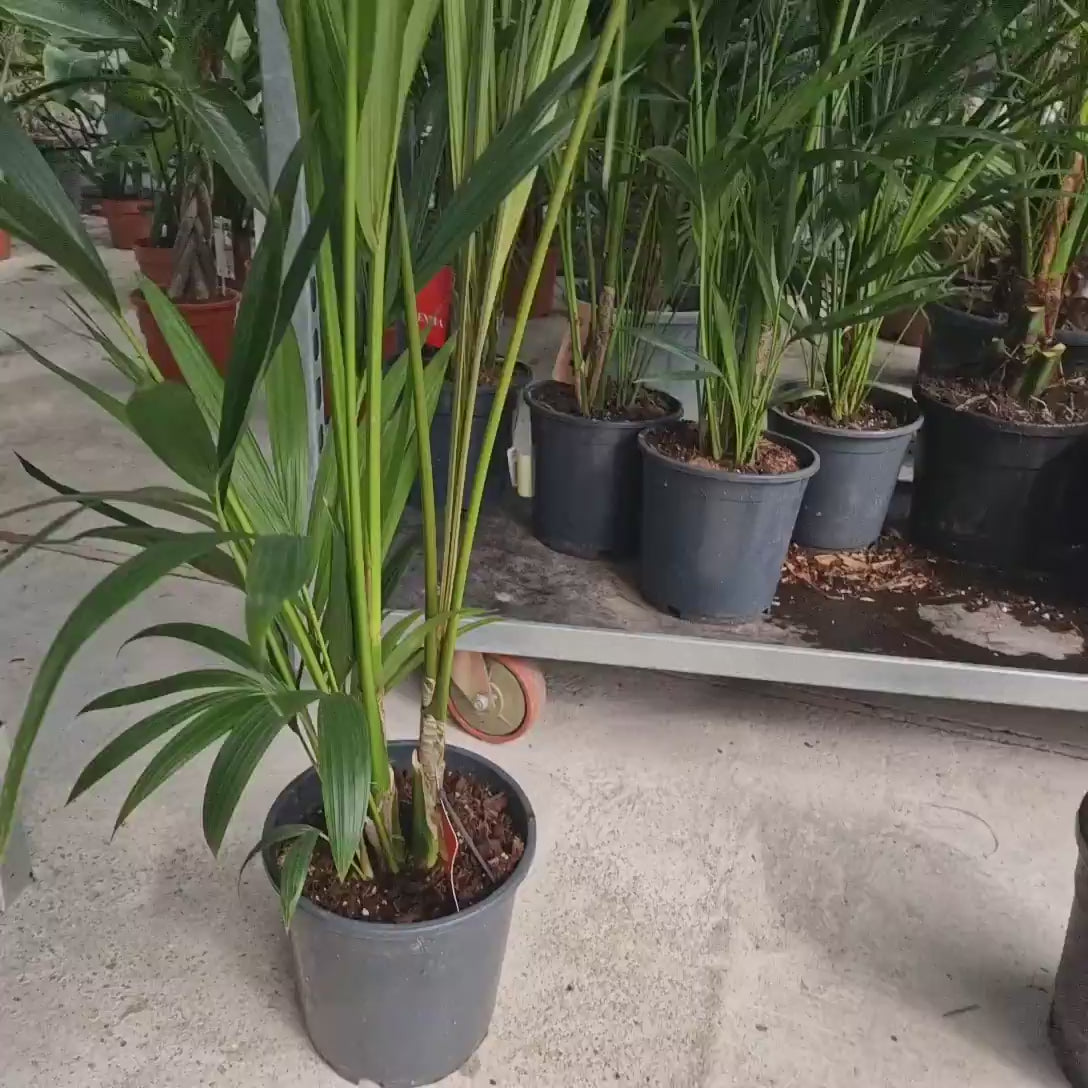 Palmier Kentia (Howea Forsteriana), 200+ cm, planta de interior eleganta, purificatoare de aer, usor de intretinut