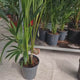 Palmier Kentia (Howea Forsteriana), 200+ cm, planta de interior eleganta, purificatoare de aer, usor de intretinut