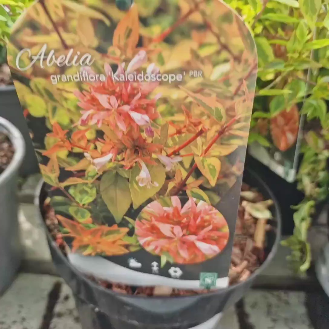 Abelia grandiflora Kaleidoscope, arbust decorativ cu frunzis galben-crem si inflorire vara, flori roz, crestere rapidai roz intens