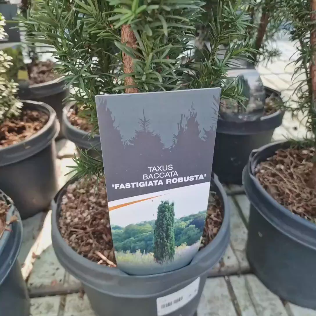 Tisa Columnara Robusta (Taxus Baccata), conifer vesnic verde pentru gard viu sau planta solitara