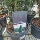 Tisa Columnara Robusta (Taxus Baccata), conifer vesnic verde pentru gard viu sau planta solitara