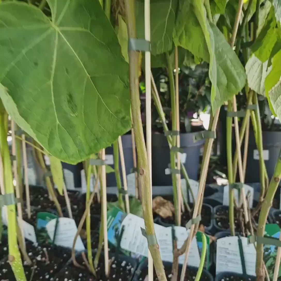 Arborele Printesei- Paulownia Tomentosa, copac ornamental cu crestere rapida, flori mov-liliachii parfumate, copac de umbra perfect