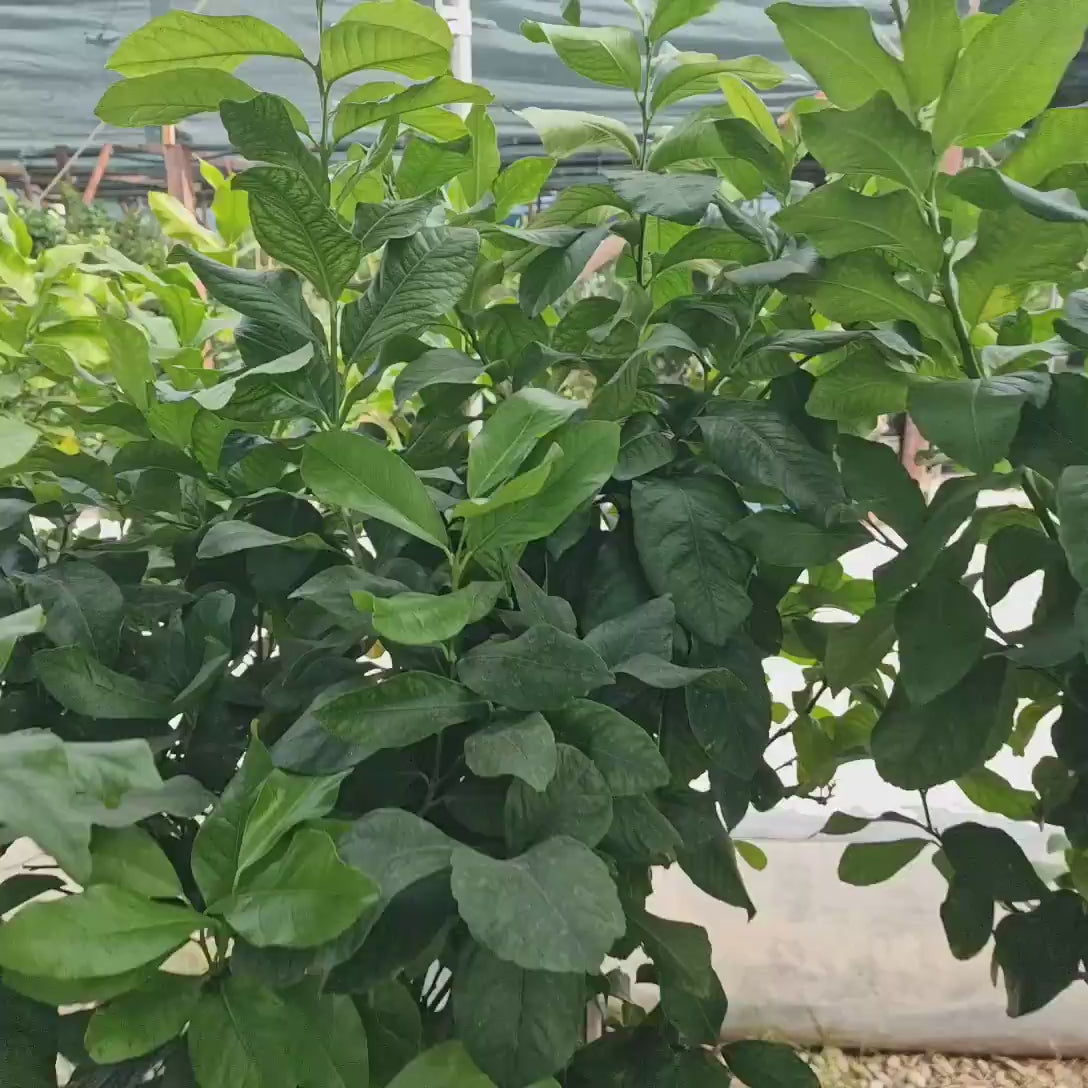 Pom Lamai (Citrus Limon) Verna, 110 cm, cu fructe mari galbene zemoase, an 2 pe rod