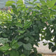 Pom Lamai (Citrus Limon) Verna, 110 cm, cu fructe mari galbene zemoase, an 2 pe rod