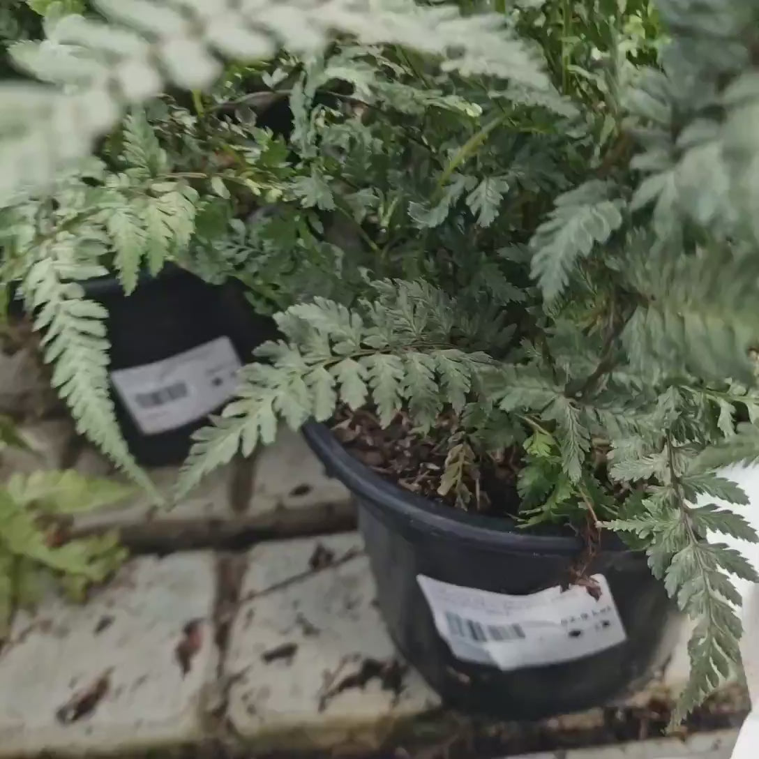 Feriga Japoneza Pictata (Athyrium) Silver Falls, frunze argintii decorative, planta perena pentru umbra,
