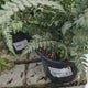 Feriga Japoneza Pictata (Athyrium) Silver Falls, frunze argintii decorative, planta perena pentru umbra,