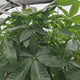 Arborele Banilor (Pachira Aquatica), 190-200 cm, cu tulpina Impletita, planta de interior norocoasa, purificatoare de aer