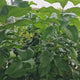Pom Lamai (Citrus Limon) Amalfitano, 130/150 cm, cu fructe lungi galbene si parfumate, an 2 pe rod