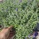Lavanda Englezeasca Hidcote Blue, cu flori albastre-mov si parfum seducator