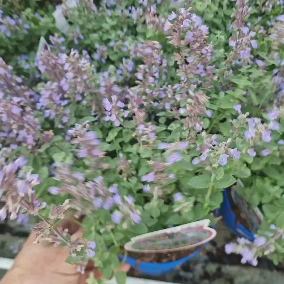 Menta Pisicii (Nepeta Purrsian Blue), planta perena parfumata, melifera, rezistenta la seceta si frig