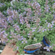 Menta Pisicii (Nepeta Purrsian Blue), planta perena parfumata, melifera, rezistenta la seceta si frig