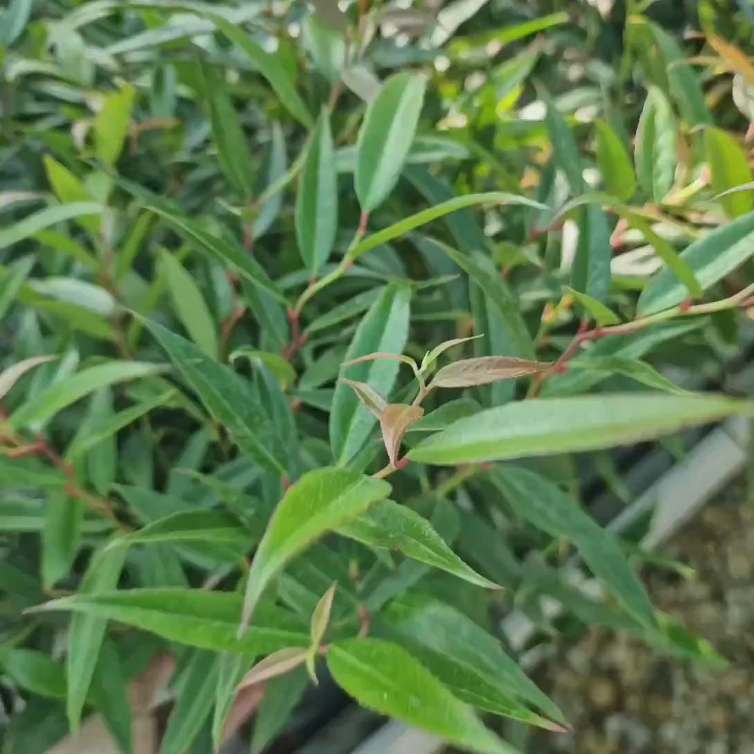 Leucothoe Burning Love, arbust vesnic verde cu frunzis rosu intens si flori albe elegante, forma compacta
