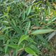 Leucothoe Burning Love, arbust vesnic verde cu frunzis rosu intens si flori albe elegante, forma compacta