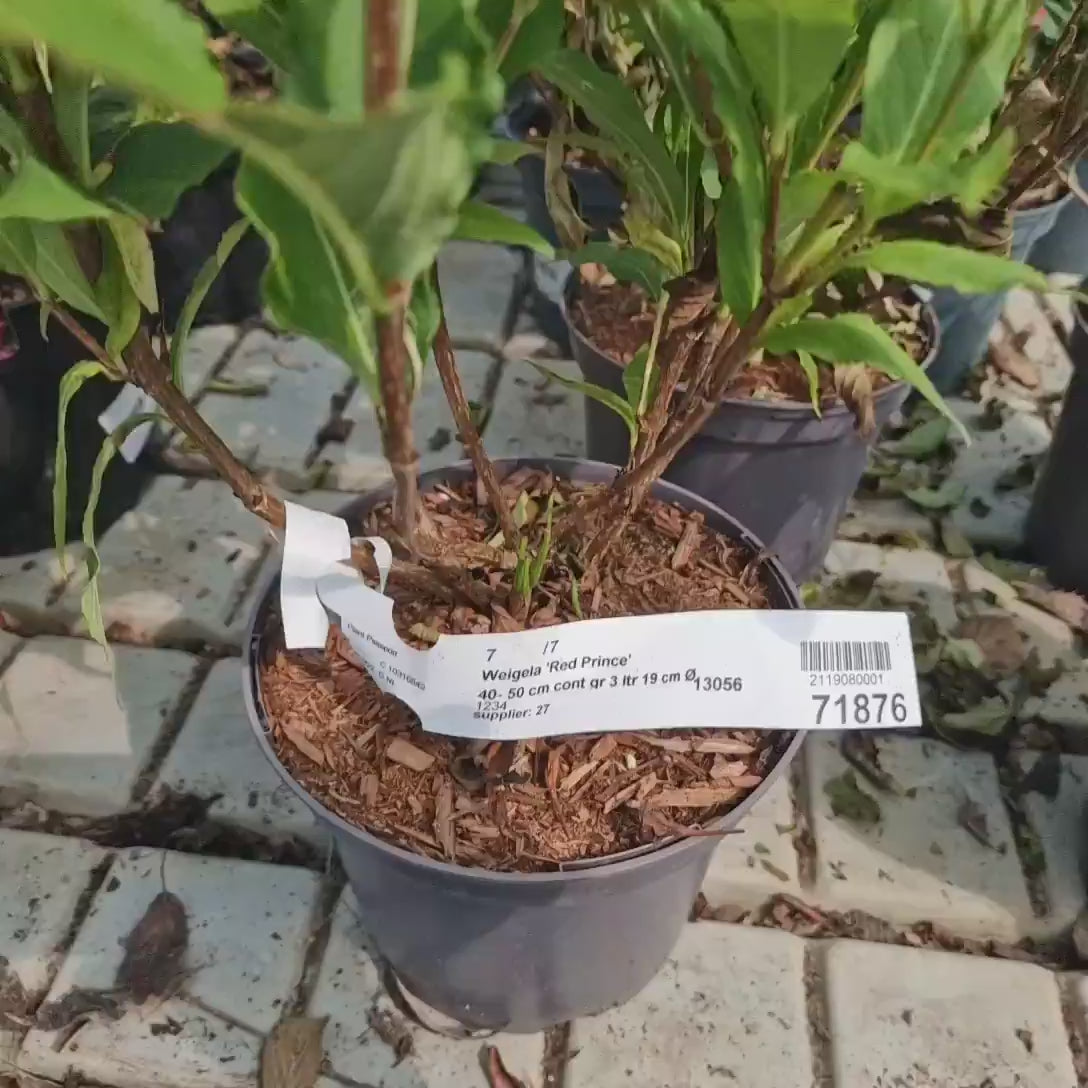 Weigela Red Prince, arbust decorativ cu flori rosii, cu flori rosii intense, rezistenta iarna, crestere rapida