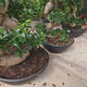 Ficus Bonsai Ginseng Forma Spirala, 190 cm, bonsai decorativ, planta de interior, purificator aer, ghiveci mare