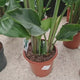 Strelitzia Nicolai, 180-200 cm, Pasarea alba a paradisului, planta exotica mare cu frunze uriase tropicale decorative pentru interior