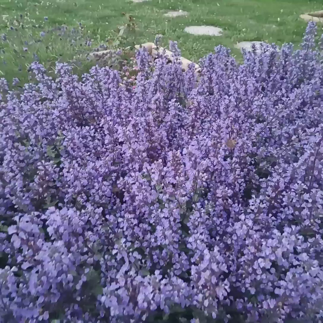 Menta Pisicii (Nepeta Purrsian Blue), planta perena parfumata, melifera, rezistenta la seceta si frig