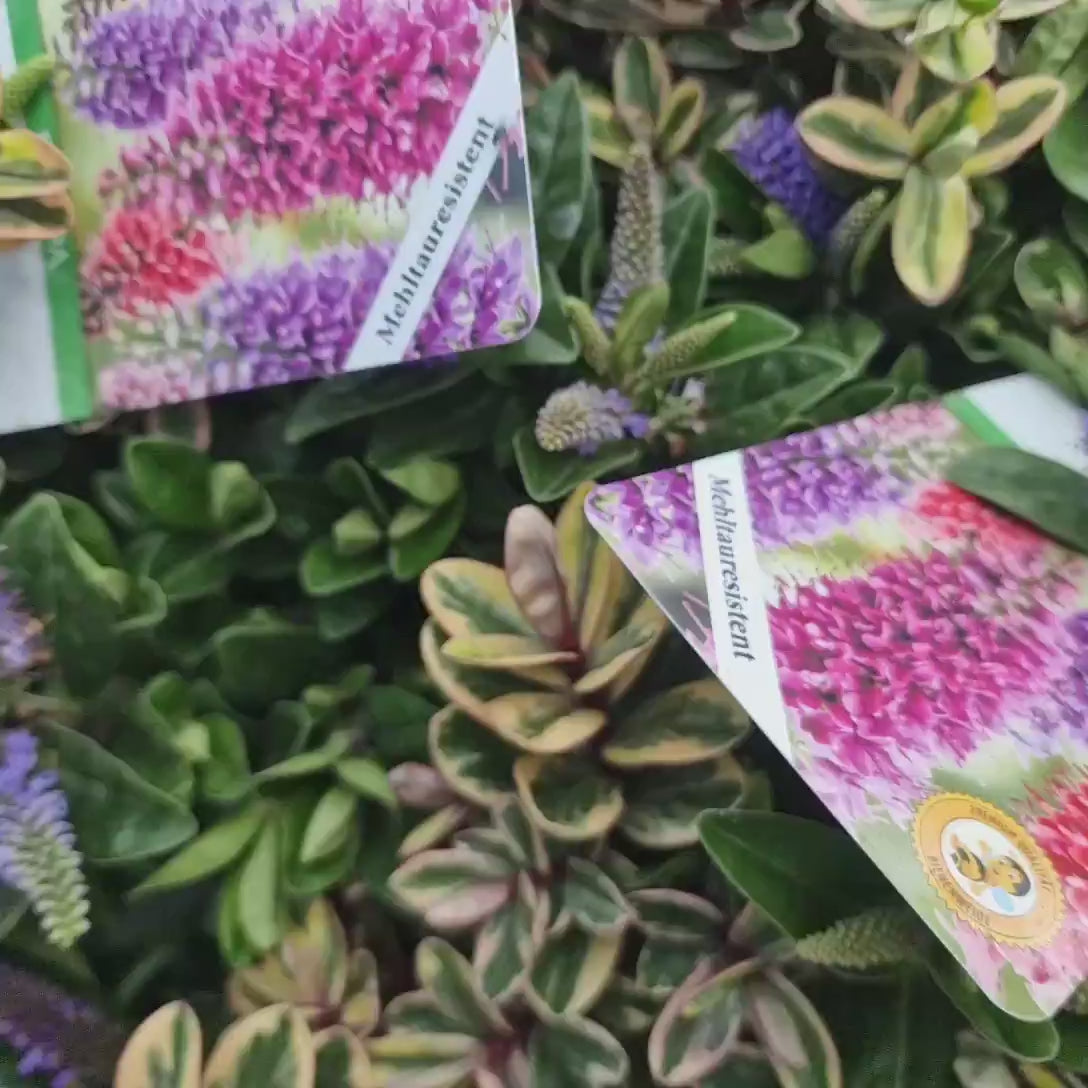 Hebe Addenda Trio- Tricolor, arbust cu mix de culori roz-violet-albastru, vesnic verde, magnet pentru fluturii si albinele