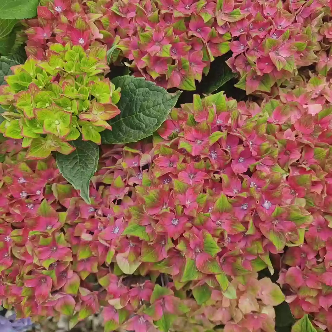 Hortensie macrophylla Saxon Schloss Wackerbarth – rosu/albastru