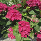 Hortensie macrophylla Hot Red – rosie