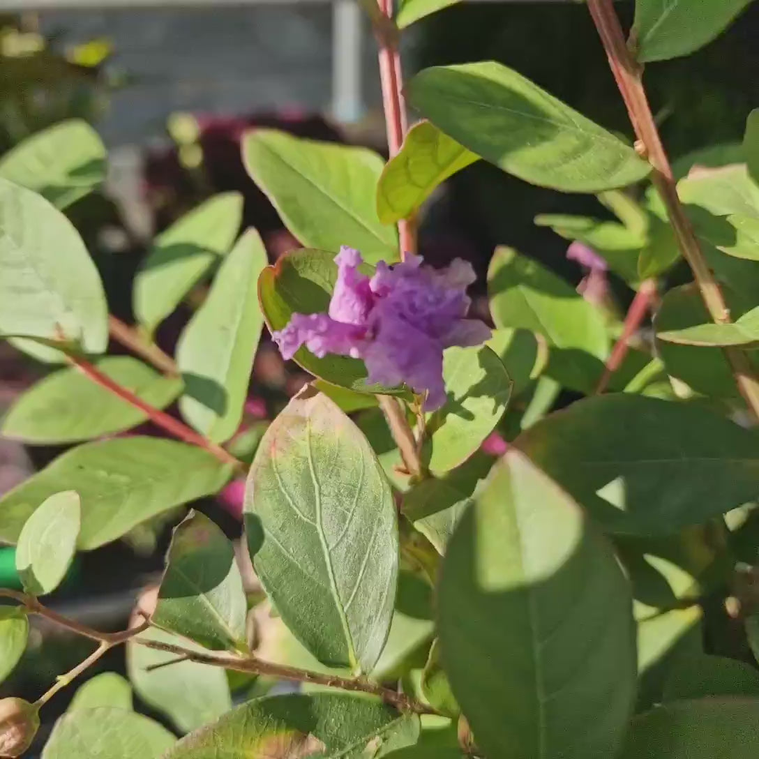 Liliac Indian Love Eternal (Lagerstroemia), flori roz-lila, arbust compact, inflorire lunga si crestere rapida