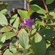 Liliac Indian Love Eternal (Lagerstroemia), flori roz-lila, arbust compact, inflorire lunga si crestere rapida