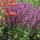 Salvie de Padure Deep Rose, cu flori roz si parfum superb