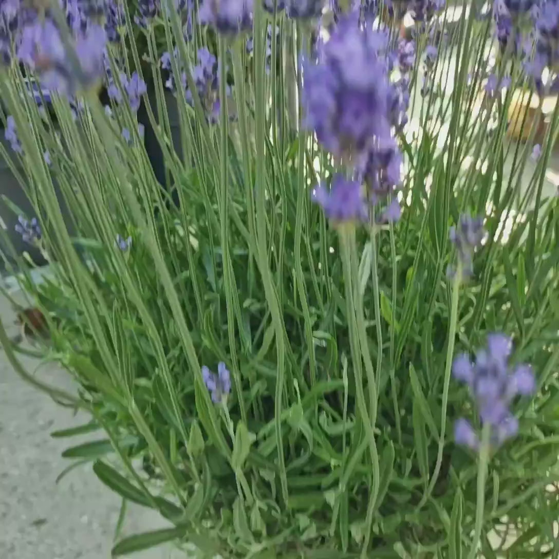 Lavanda Englezeasca Hidcote Blue, cu flori albastre-mov si parfum seducator
