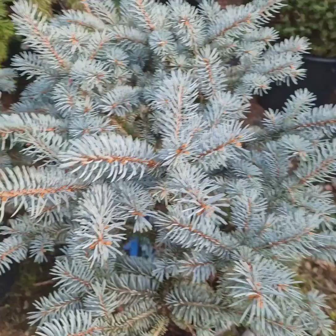 Molid Argintiu Pitic Globular (Glauca Globosa), cu ace albastre-argintii