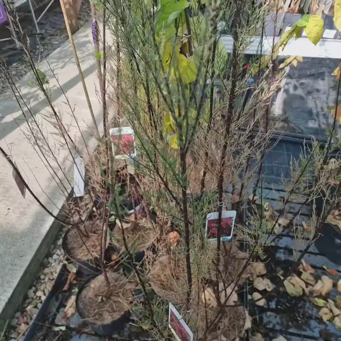 Catina Rosie (Tamarix Tetrandra) Rubra, decorativa cu flori roz-rosiatii, rezistenta la seceta si frig, iubitoare de soare, crestere rapida