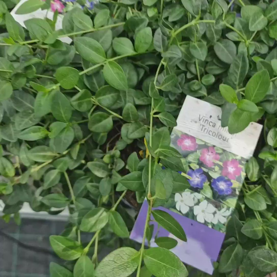 Saschiu Tricolor (Vinca Minor) cu frunza mica, tarator, vesnic verde cu flori purpurii-alb-mov