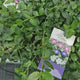 Saschiu Tricolor (Vinca Minor) cu frunza mica, tarator, vesnic verde cu flori purpurii-alb-mov