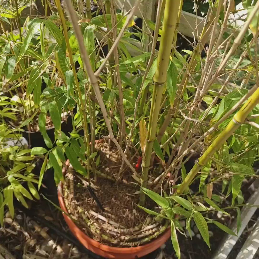 Bambus de Gradina Auriu (Phyllostachys Aurea), tulpini galbene, rezistent la frig, gard viu dens, crestere rapida