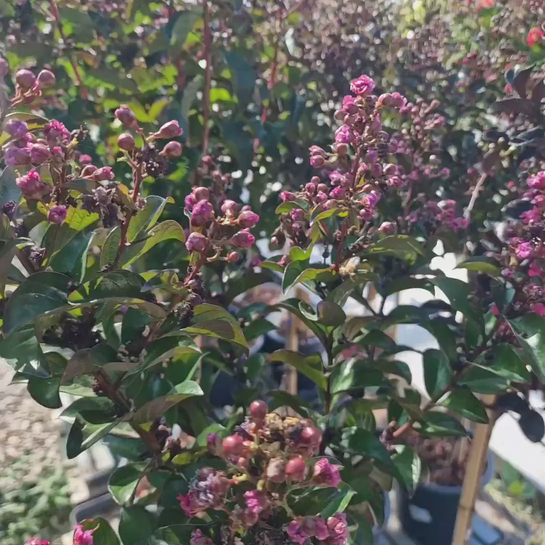 Liliac Indian Copac Berry Dazzle, copac pitic cu flori roz-magenta, inflorire continua