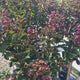 Liliac Indian Copac Berry Dazzle, copac pitic cu flori roz-magenta, inflorire continua