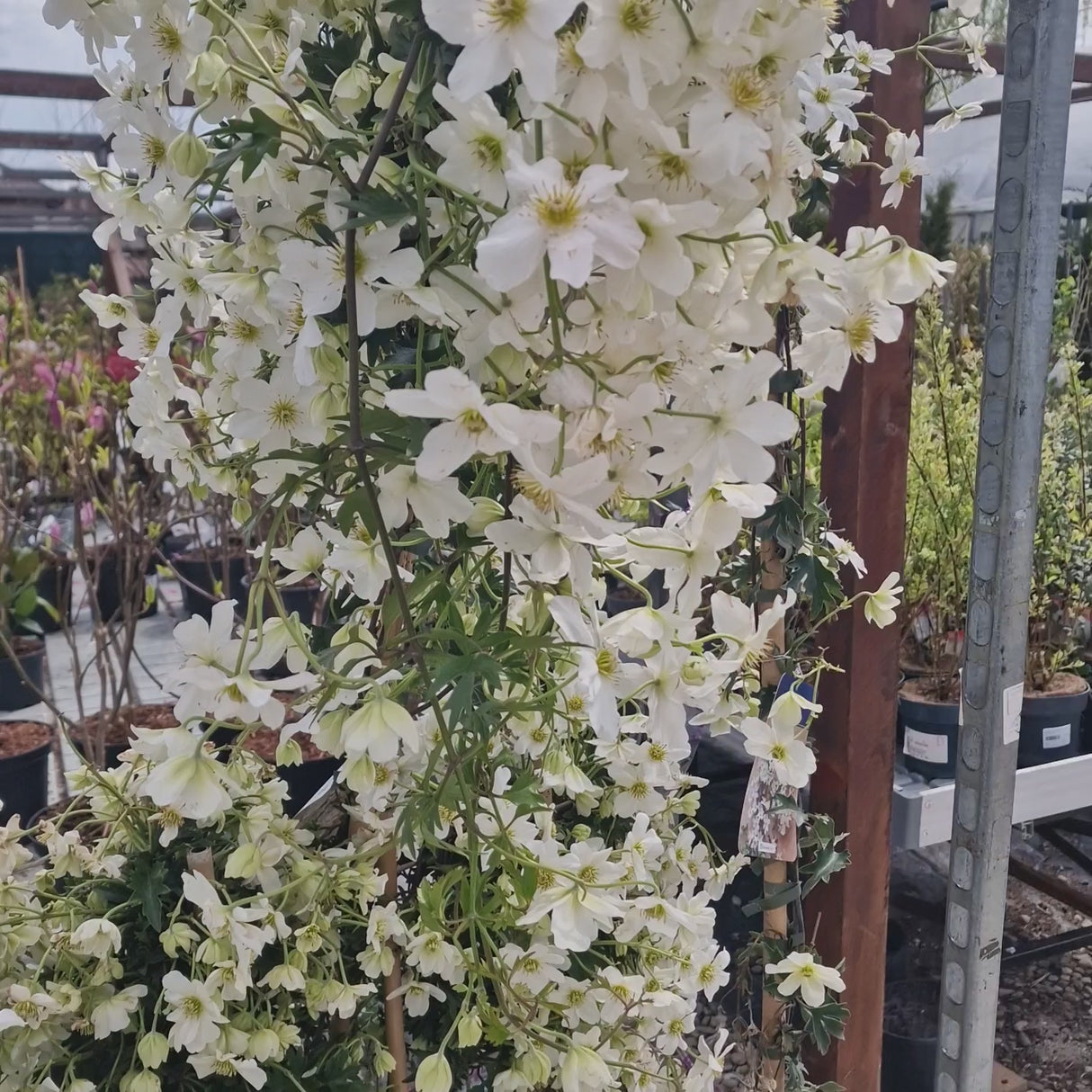 Clematis Avalanche, vesnic verde, flori albe parfumate, planta cataratoare cu inflorire timpurie