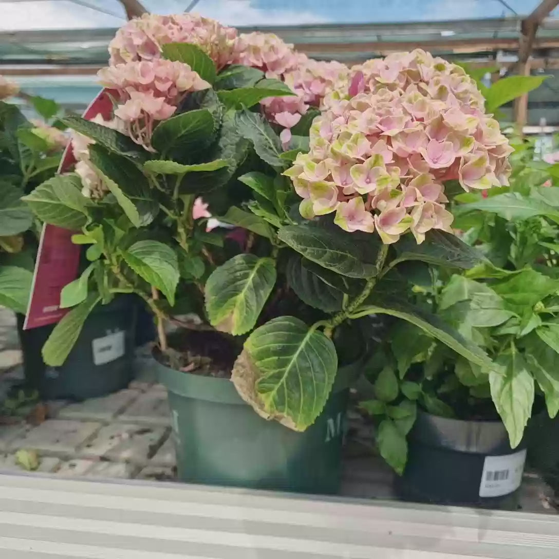 Hortensie macrophylla Magical Evolution Pink, flori mari roz cu nuante schimbatoare