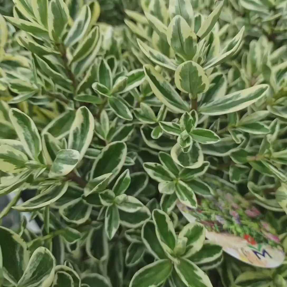 Hebe Andersonii Variegata Classica, arbust decorativ pitic cu flori mov-roz, frunzis tricolor, ideal pentru borduri si ghivece, rezistenta ridicata la frig si seceta